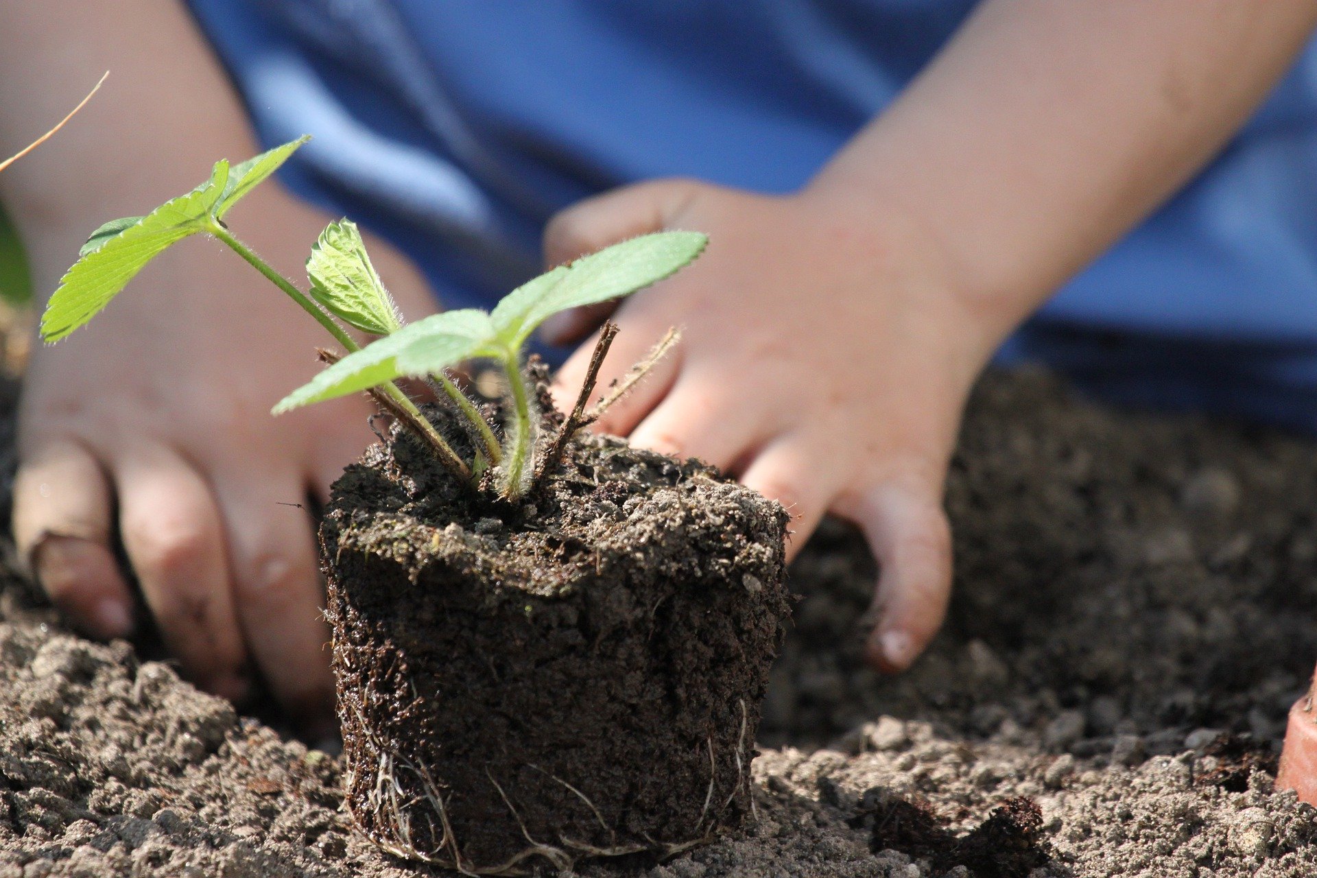 Pflanze_Kinderhände (c) Bild von Kurt Bouda auf pixabay