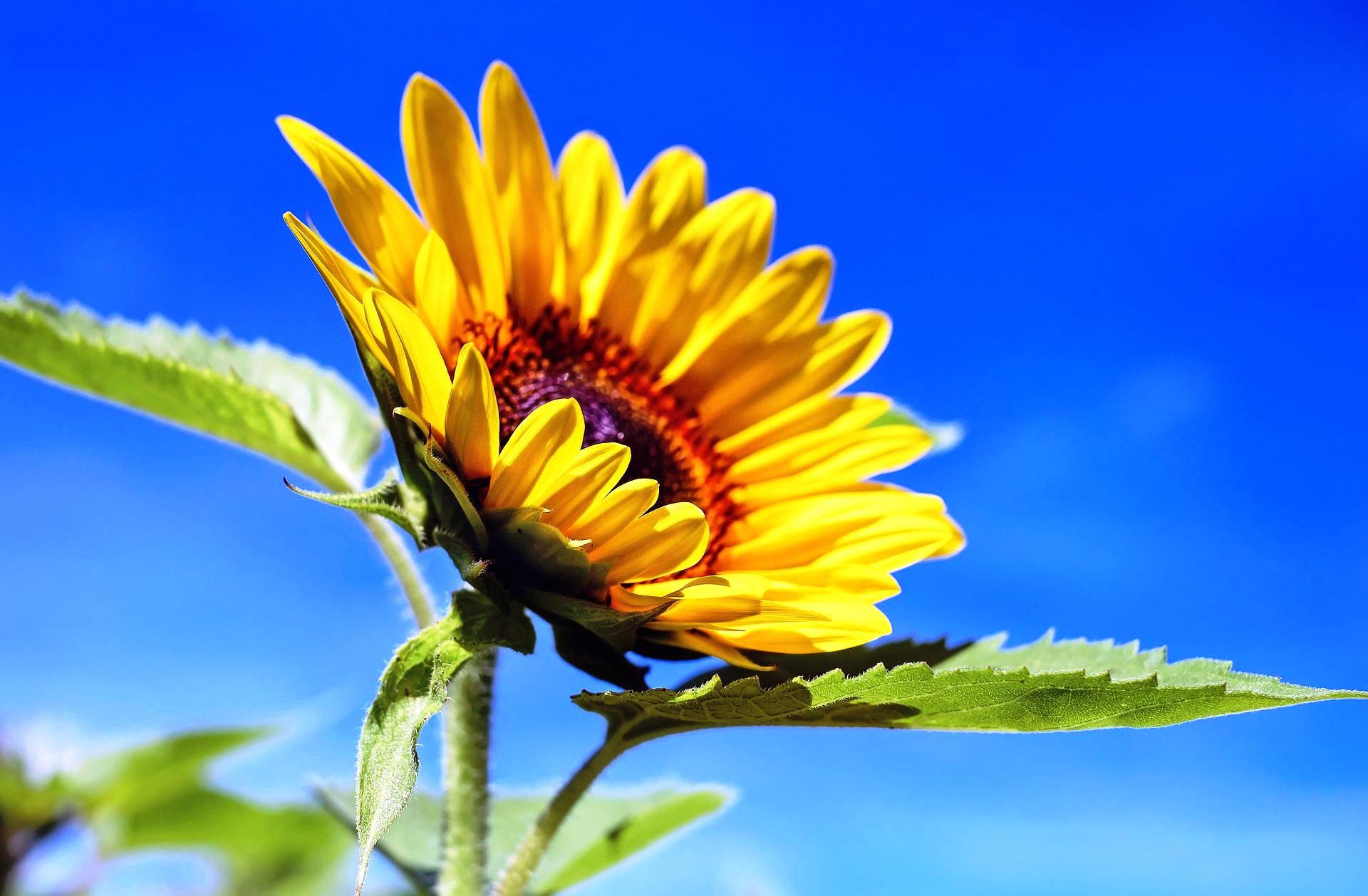 Sonnenbluemen, couleur pixabay