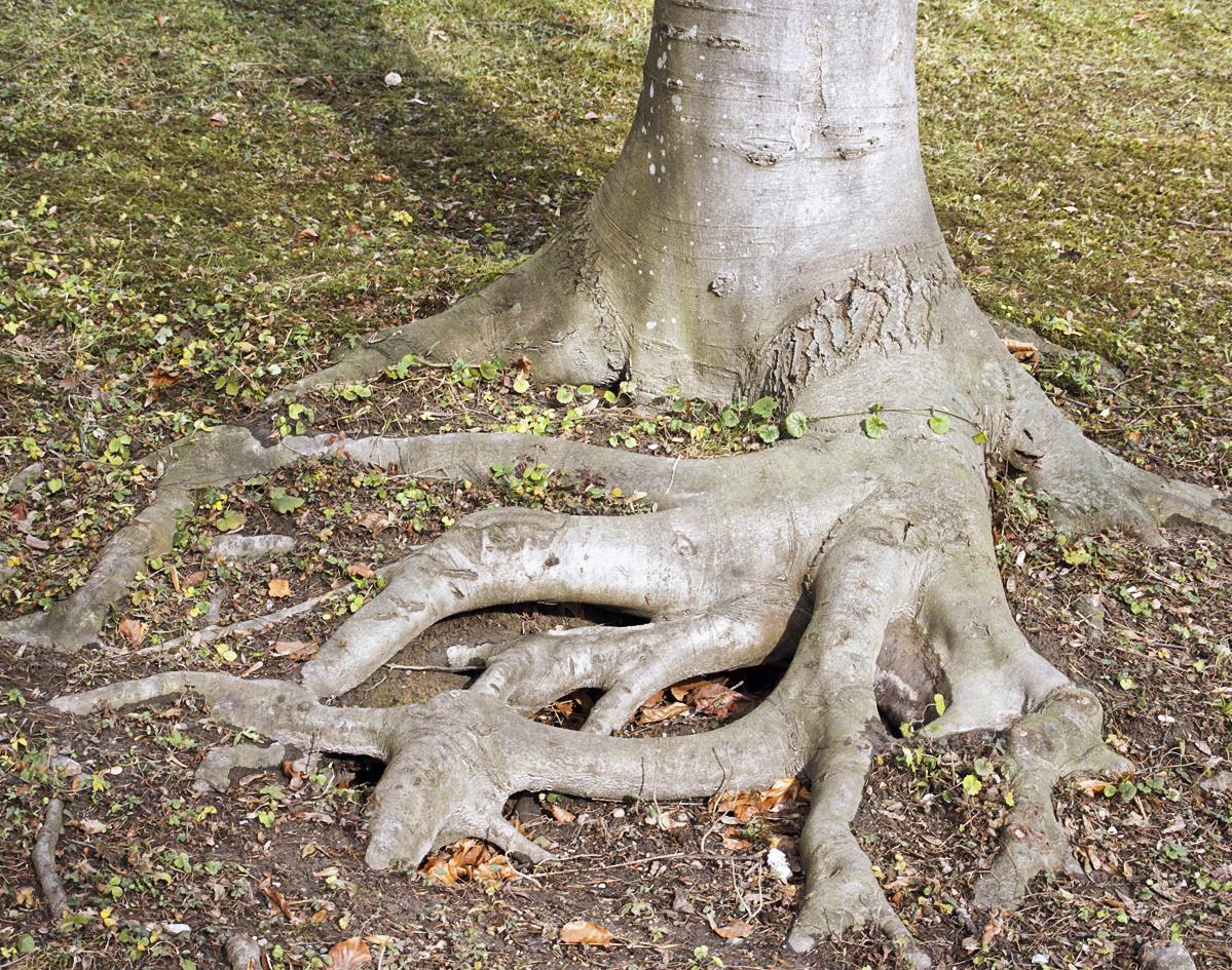 11655_baumwurzel_36_by_martin_manigatterer_pfarrbriefservice