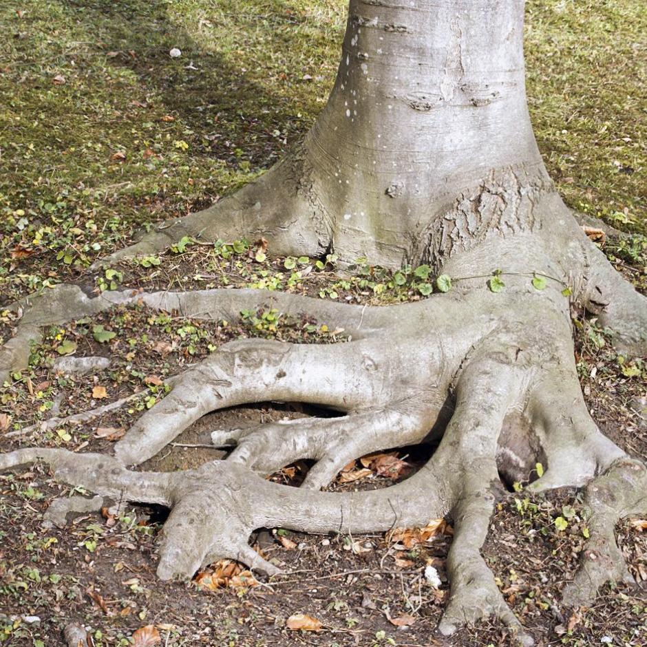 11655_baumwurzel_36_by_martin_manigatterer_pfarrbriefservice