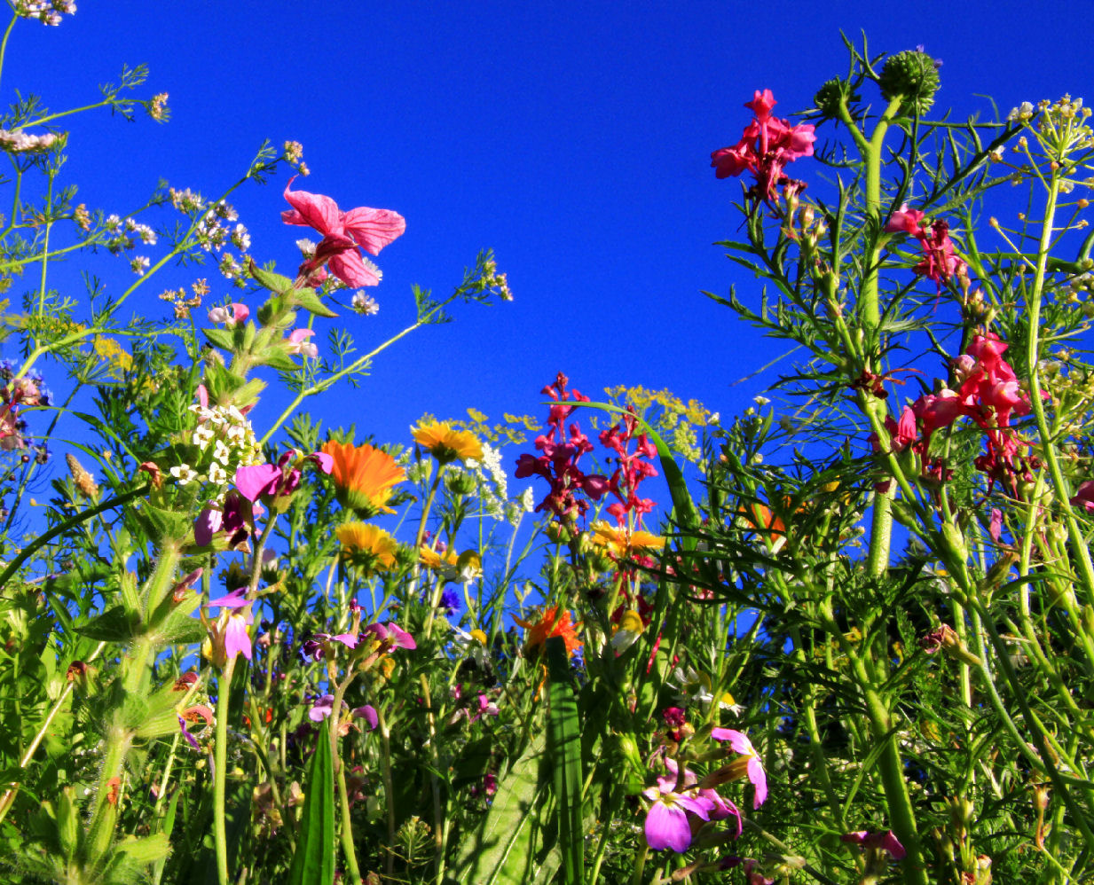 808008_insektenparadies_sternschnuppe1_pixelio (c) Sternschnuppe1 (www.pixelio.de)