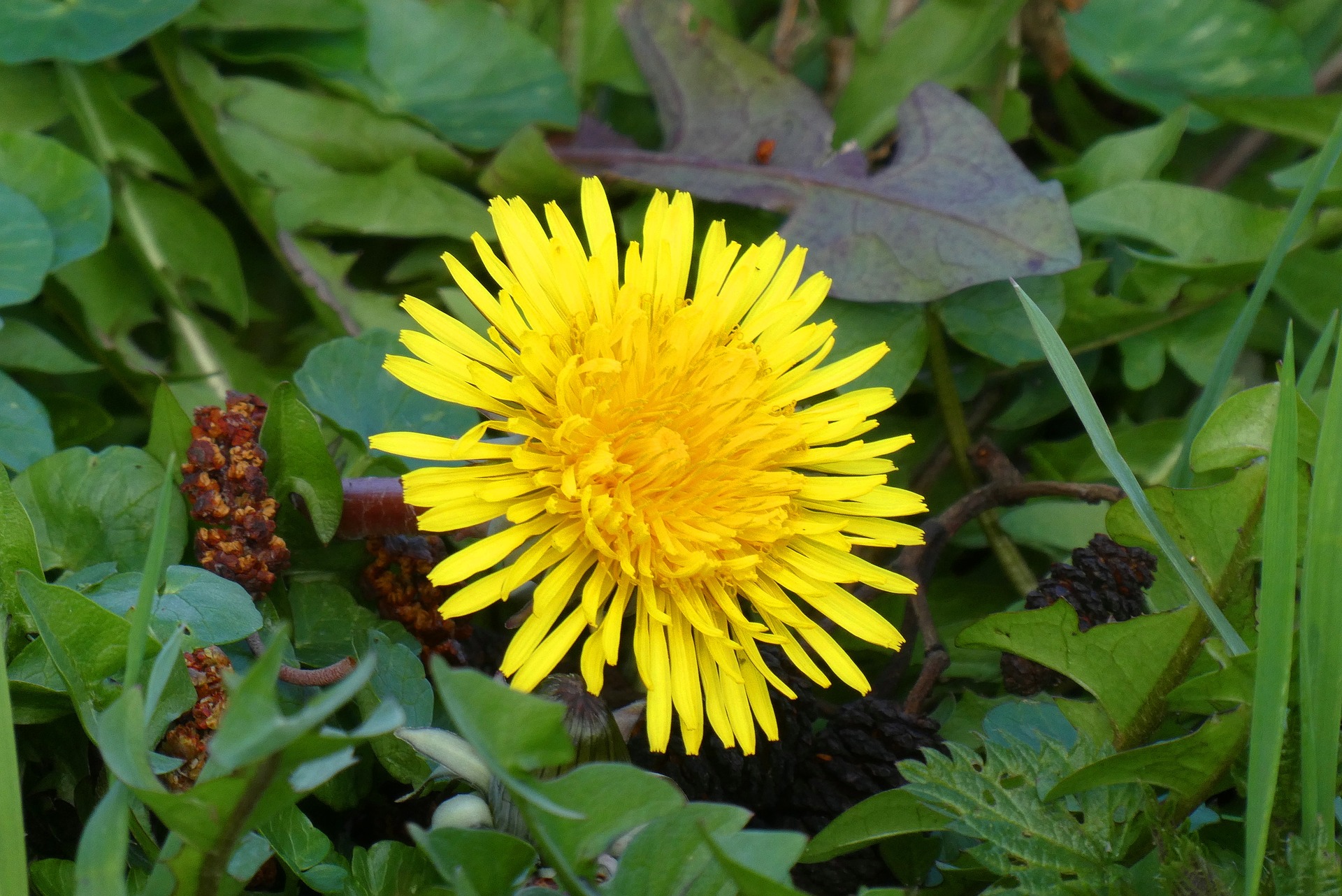 Löwenzahn (c) Bild von Elsemargriet auf Pixabay.