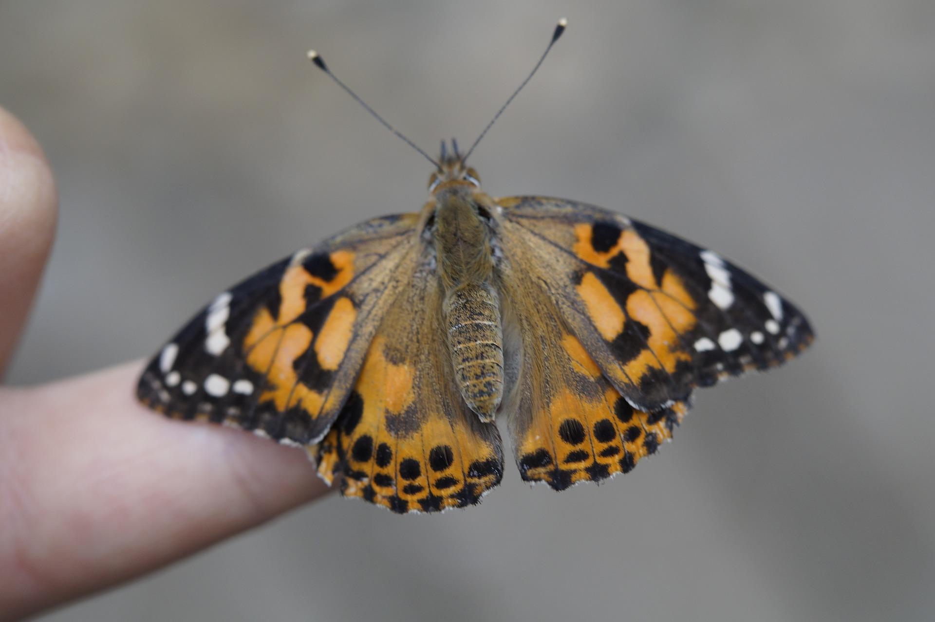 Schmetterling